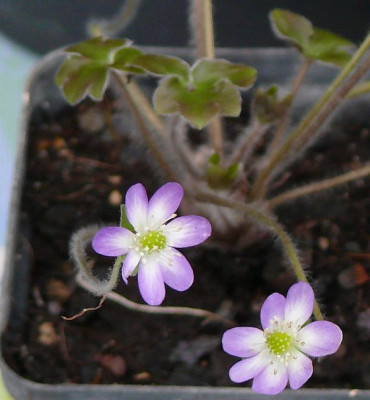 hepatica_2013-04-06_190k.jpg