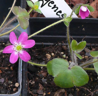 hepatica_2013-04-06_189k.jpg