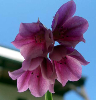 Allium_narcissiflorum_2005-06-21.JPG