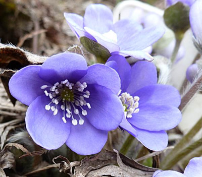 Bluebird-nobilis-blau04.JPG