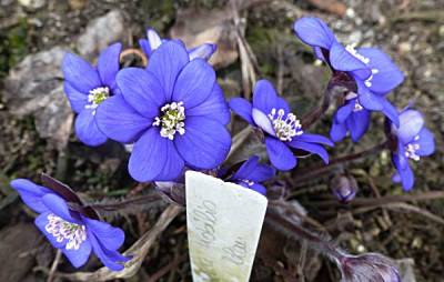 Bluebird-nobilis-dunkelblau-rund.JPG