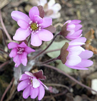 Bluebird-nobilis-rosa-spitzig.JPG