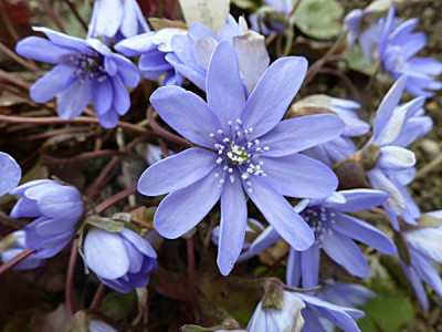 Bluebird-trans-blau-01.JPG