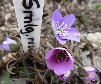 Bluebird-nobilis-rosa_elite_mit_Schmmugelkind_flieder.JPG