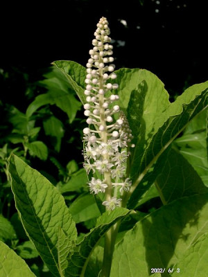 06030014_ePhytolacca_americana.JPG