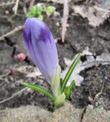 Crocus_heuffelianus_130408.jpg