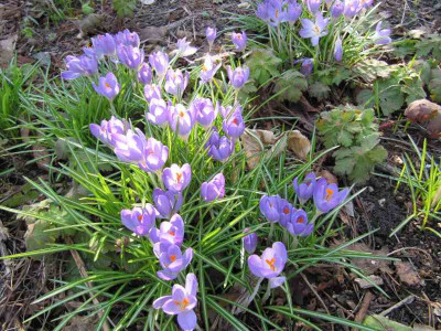 Crocus_tommasianus_130408.jpg