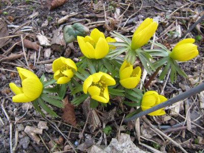 Eranthis_x_tubergenii_130408.jpg