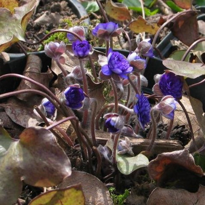 Hepaticasonne.jpg