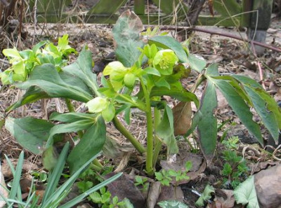 H.odorus-ax.jpg
