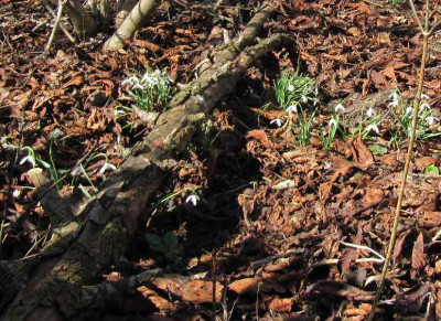 Schneeglockchen_MGP_130407.jpg