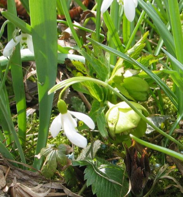 H.abruzzicus-ax5.jpg
