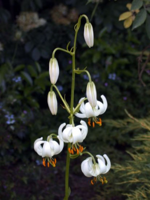 Lilium_martagon_album_3002.jpg
