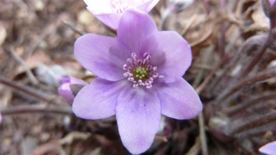 H.nobilis_2013.jpg