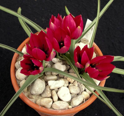 comp_Tulipa_kurdica_Purple_09.04.13.jpg