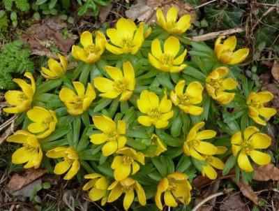 Erianthus6.jpg