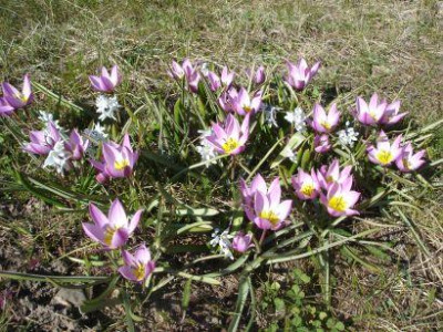 Tulipa_humilis.jpg
