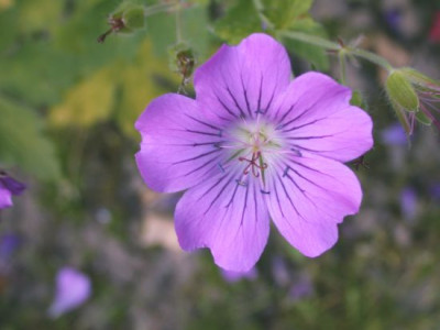 Geranium_Sirak002.jpg