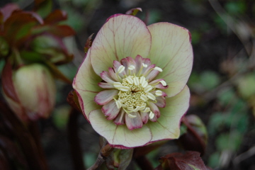 BRHellebores4-13-2.jpg