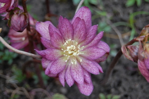 BRHellebores4-13-6.jpg