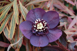 BRHellebores4-13-8.jpg