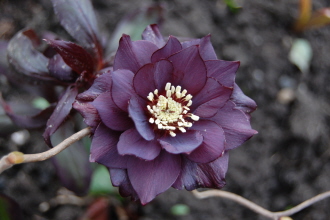 BRHellebores4-13-9.jpg