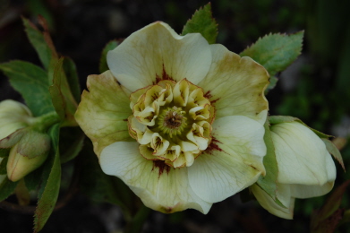 BRHellebores4-13-10.jpg