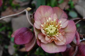 BRHellebores4-13-11.jpg