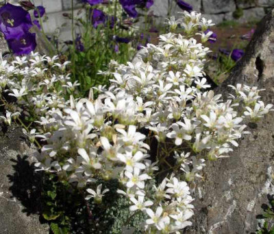 Saxifraga_pseudofungii_2005-06-21.JPG
