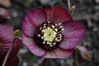 BRHellebores4-13-13.jpg