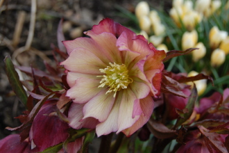 BRHellebores4-13-14.jpg