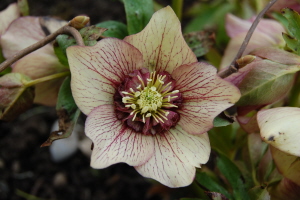 BRHellebores4-13-15.jpg