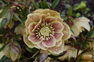 BRHellebores4-13-16.jpg