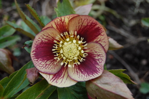 BRHellebores4-13-17.jpg