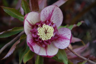 BRHellebores4-13-18.jpg