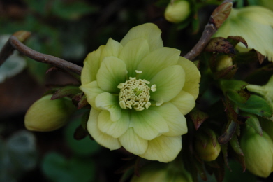 BRHellebores4-13-23.jpg