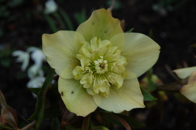 BRHelleborus4-13-24.jpg
