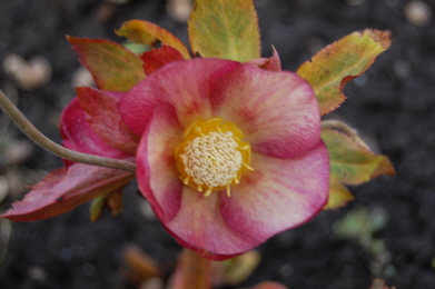 BRHellebores4-13-25.jpg
