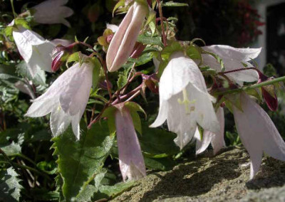 Campanula_betulaefolia.jpg_2005-06-21.JPG