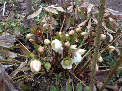 anemone-ex-altlandsberg_zg.jpg