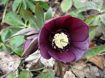 saemling_roetlich-anemonenaehnlich_2013_zg.jpg