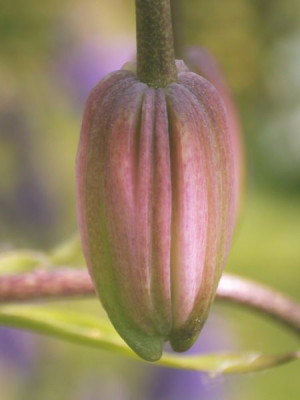 L._martagon_2002.jpg
