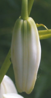 L._martagon_album_5003.jpg