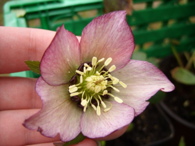 helleborus_roter_januar_80kb.jpg