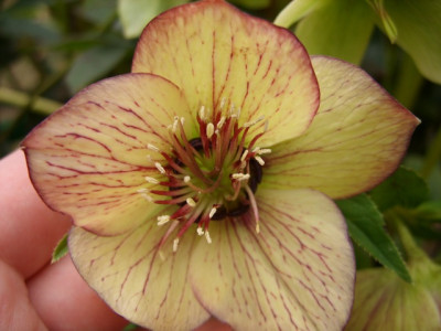 helleborus_neon_80kb.jpg