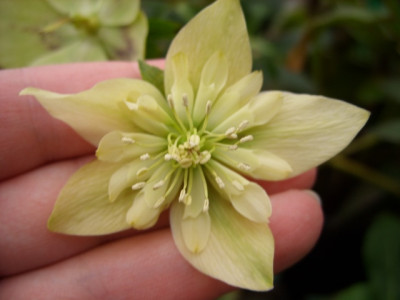 helleborus_fruehlingssonne_80kb.jpg
