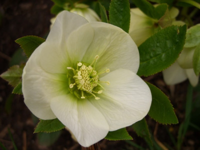 helleborus_wei_80kb.jpg