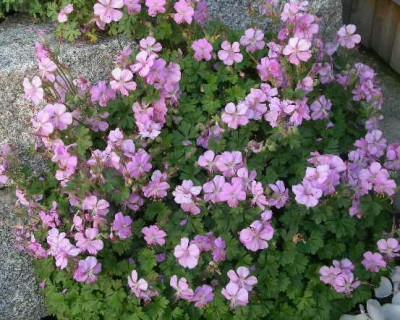 Geranium_dalmaticum_2005-06-21.JPG