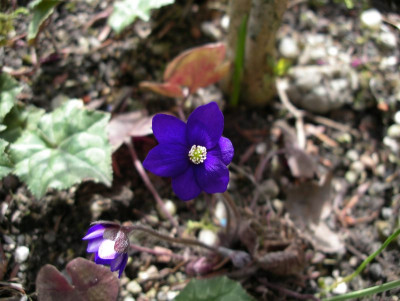 comp_Hepatica_nobilis_dunkel_11.04.13.jpg