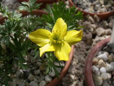 comp_Anemone_petiolulosa_11.04.13.jpg